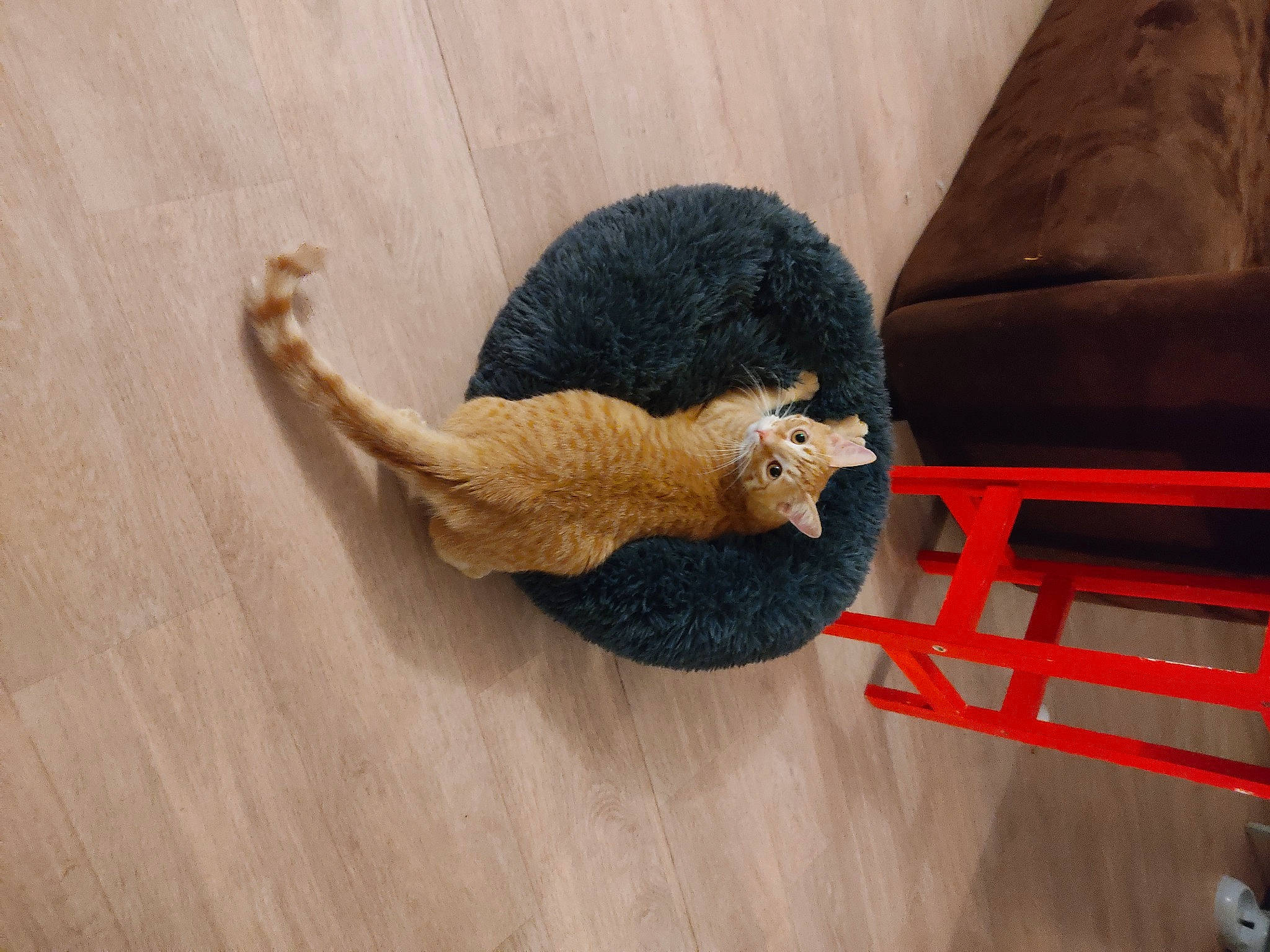 Bounty a rejoint le concours — aidez-le/la à gagner de superbes lots ! art, canidae, carmine, claw, doll, fawn, flooring, fur, hardwood, plush, snout, stuffed_toy, tail, terrestrial_animal, thread, toy, whiskers, wood, wool, woolen