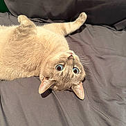 Theo joined the competition — help win amazing prizes! cat, blue_eyes, upside_down, lying_down, whiskers, fur, indoor, gray_fabric, pet, cute, playful, relaxed, animal, domestic_cat, closeup, alert, soft_light, mischievous, portrait, feline