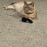 Theo joined the competition — help win amazing prizes! cat, beige_cat, carpet, indoor, pet, animal, feline, toy, black_toy, relaxed, laying_down, claws, ears, whiskers, paws, fur, domestic_cat, resting, cute, companion