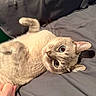 Theo is registered to the contest to win money with this photo: cat, pet, lying_down, bed, gray_bedspread, paw, hand, curious, wide_eyes, indoor, feline, whiskers, ears, fur, cute, playful, domestic_animal, resting, closeup, animal