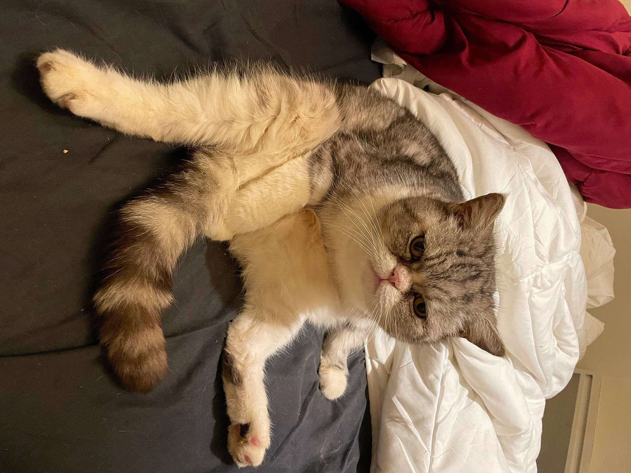 Guismo a rejoint le concours — aidez-le/la à gagner de superbes lots ! carnivore, cat, claw, comfort, domestic_short_haired_cat, fawn, felidae, fur, linens, nap, paw, small_to_medium_sized_cats, snout, tail, terrestrial_animal, whiskers