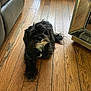animal, black_dog, companion, couch, cozy, curious, dog, domestic_animal, flooring, fur, furniture, home, household, indoor, laying_down, mirror, pet, relaxed, resting, wooden_floor