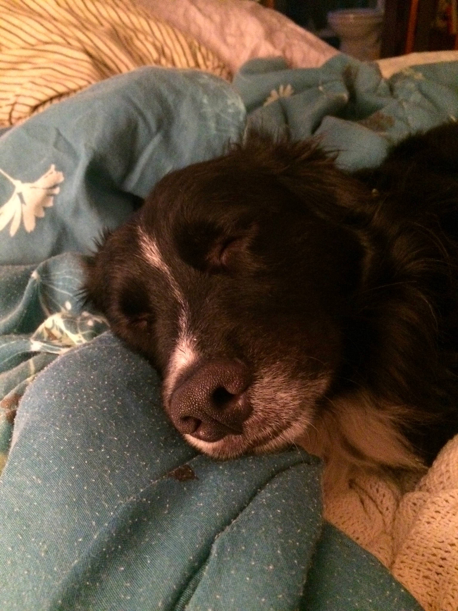 Blaze joined the competition — help win amazing prizes! brown, canidae, carnivore, comfort, companion_dog, dog, dog_breed, fur, gun_dog, liver, snout, sporting_group, vertebrate, working_animal, working_dog