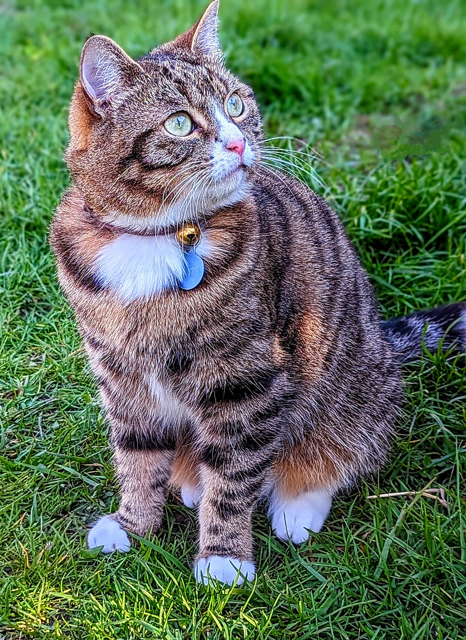 Faith joined the competition — help win amazing prizes! carnivore, cat, domestic_short_haired_cat, felidae, fur, grass, grass_family, grassland, groundcover, plant, small_to_medium_sized_cats, snout, tail, terrestrial_animal, whiskers, wildlife