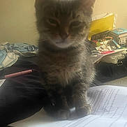 Pewnut is registered to the contest to win money with this photo: animal, bed, cat, clutter, curious, cute, document, domestic, ears, fur, furniture, indoor, kitten, paper, pen, pet, sitting, small, tabby, whiskers
