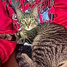 Pewnut joined the competition — help win amazing prizes! animal, casual, cat, closeup, clothing, companion, cozy, fur, green_eyes, indoor, lap, person, pet, portrait, red_hoodie, relaxed, sitting, striped, tabby_cat, whiskers