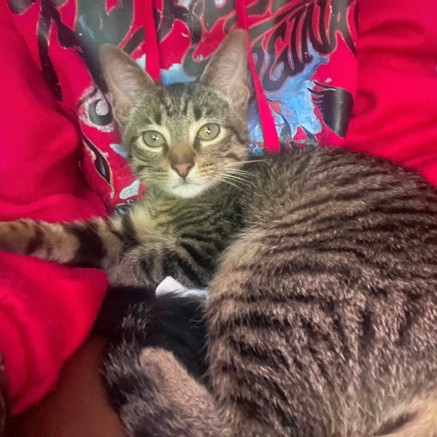 Pewnut joined the competition — help win amazing prizes! animal, casual, cat, closeup, clothing, companion, cozy, fur, green_eyes, indoor, lap, person, pet, portrait, red_hoodie, relaxed, sitting, striped, tabby_cat, whiskers