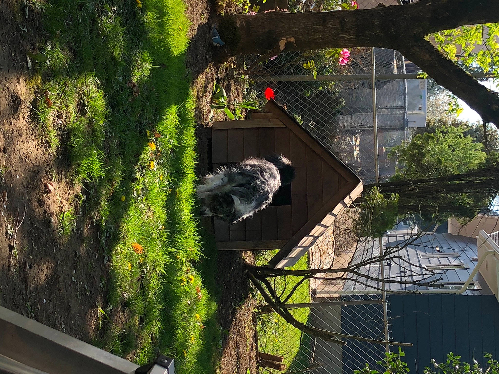 Pearl Jam is registered to the contest to win money with this photo: branch, building, facade, fence, grass, house, landscape, mesh, plant, reflection, shadow, shrub, tints_and_shades, tree, twig, urban_design, vegetation, window, wire_fencing, woody_plant