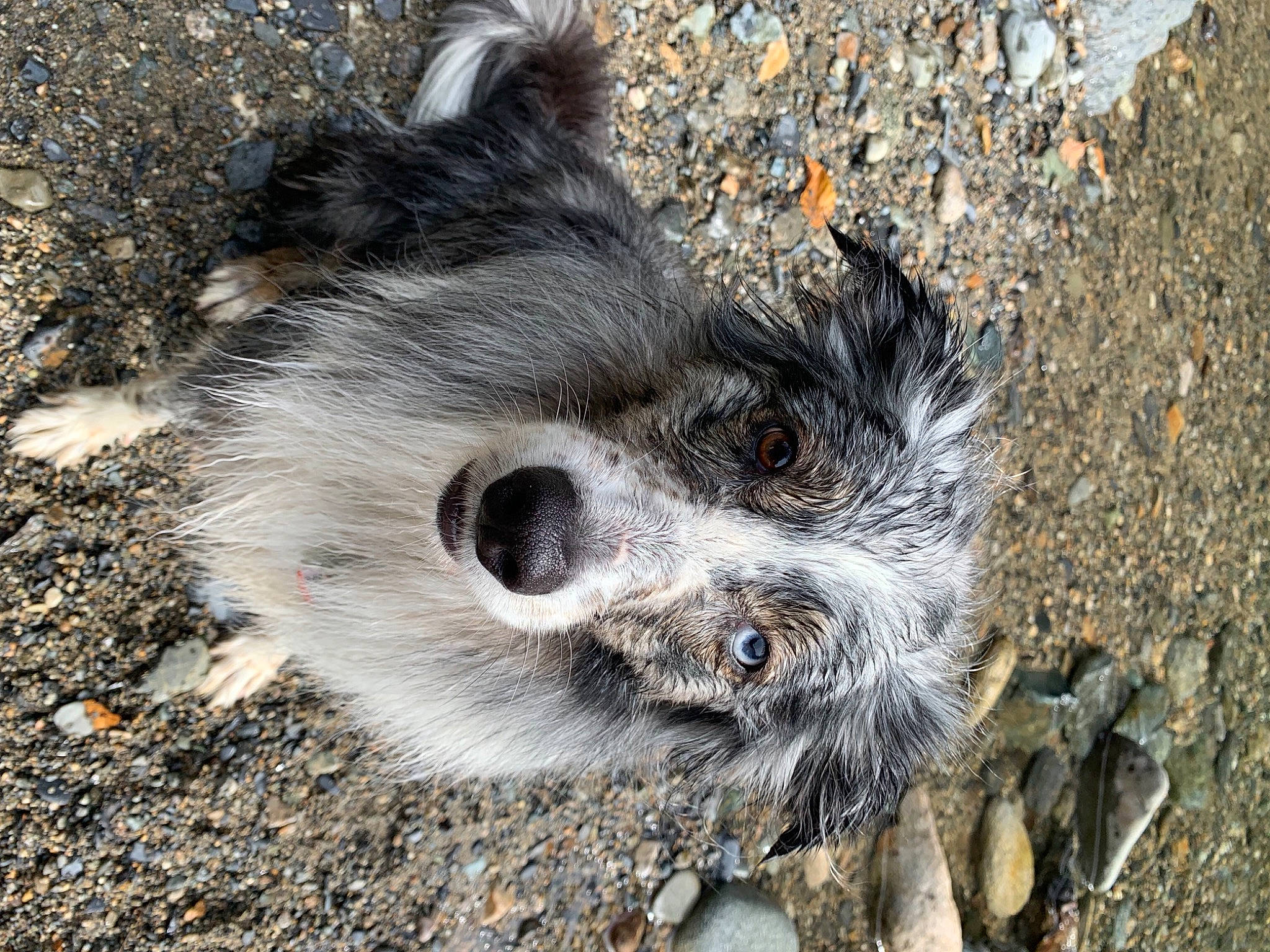 Pearl Jam is registered to the contest to win money with this photo: canidae, carnivore, dog, dog_breed, fur, road_surface, rock, snout, soil, sporting_group, tail, terrestrial_animal, terrier, toy_dog, whiskers, wildlife