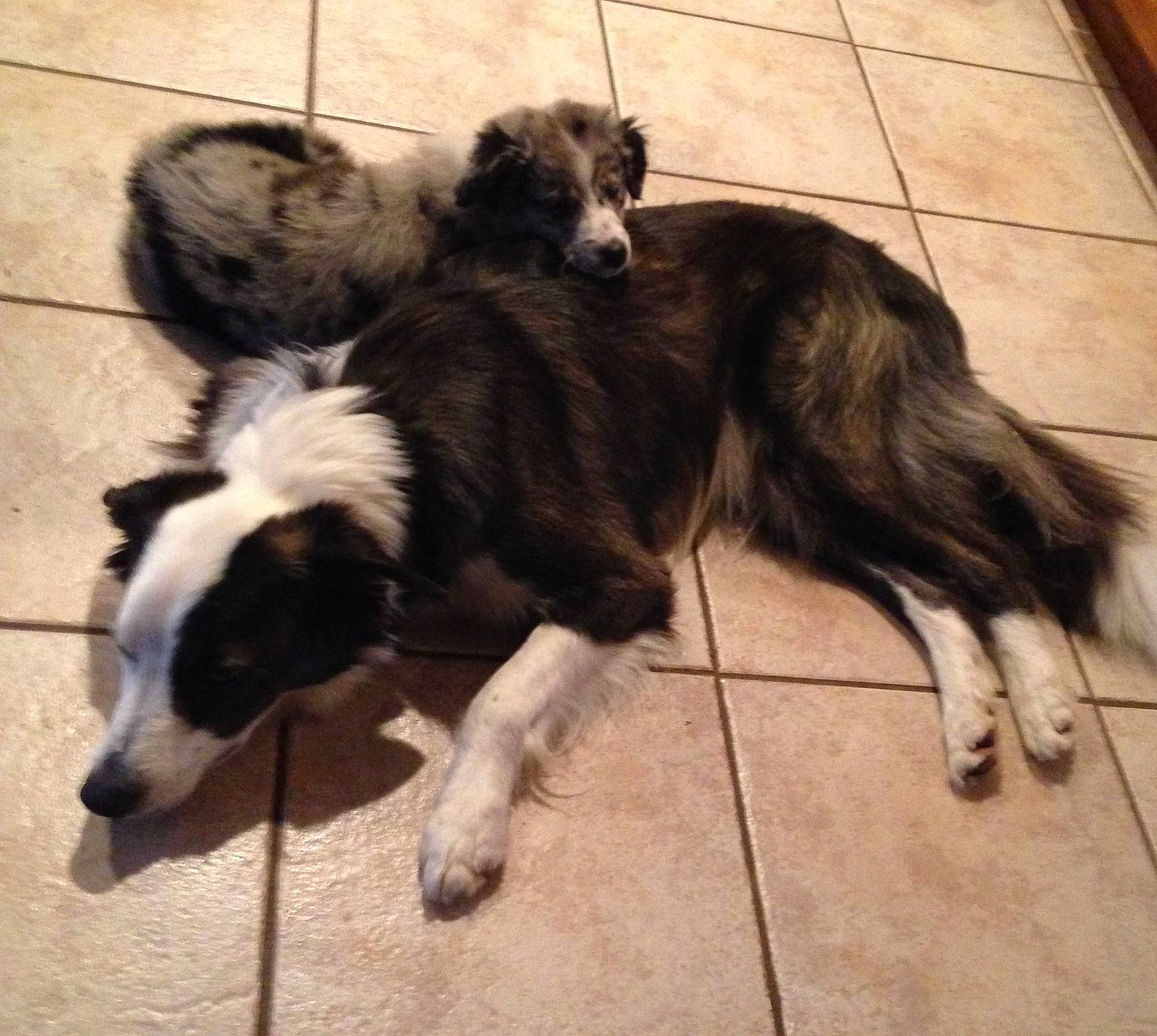 Pearl Jam joined the competition — help win amazing prizes! australian_shepherd, border_collie, canidae, carnivore, companion_dog, dog, dog_breed, flooring, fur, hardwood, herding_dog, paw, puppy, sporting_group, street_dog, tail, terrestrial_animal, working_animal, working_dog