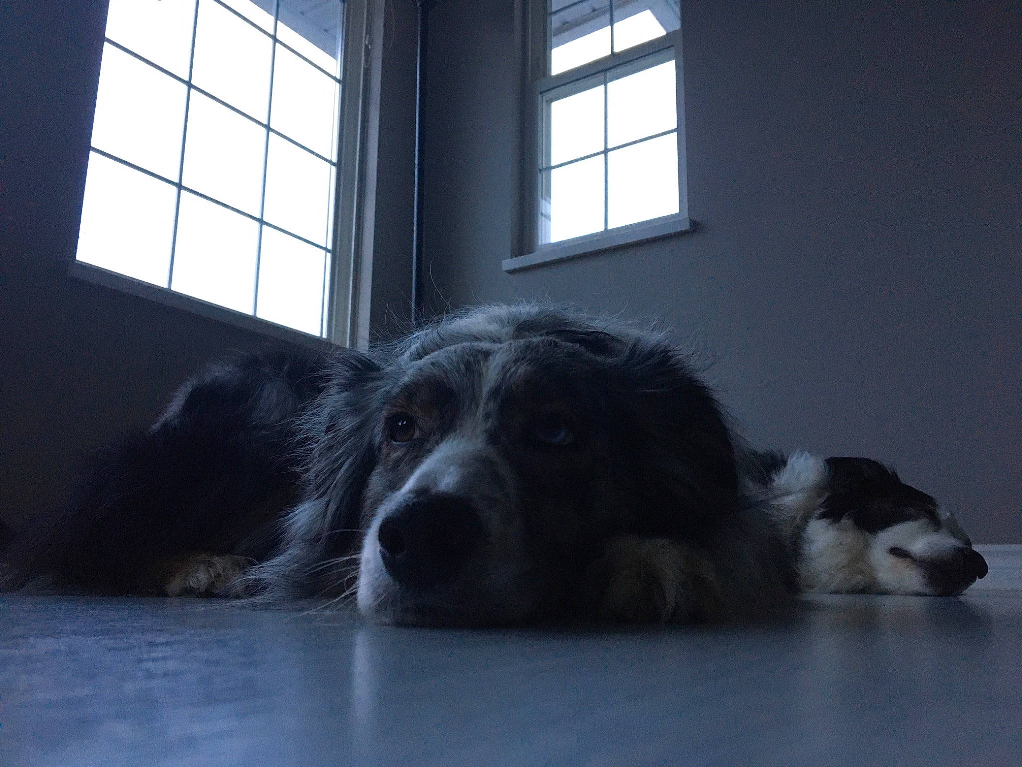 Pearl Jam joined the competition — help win amazing prizes! border_collie, building, canidae, carnivore, companion_dog, darkness, daylighting, dog, dog_breed, flooring, fur, plant, room, sash_window, snout, sporting_group, tints_and_shades, whiskers, window, working_dog