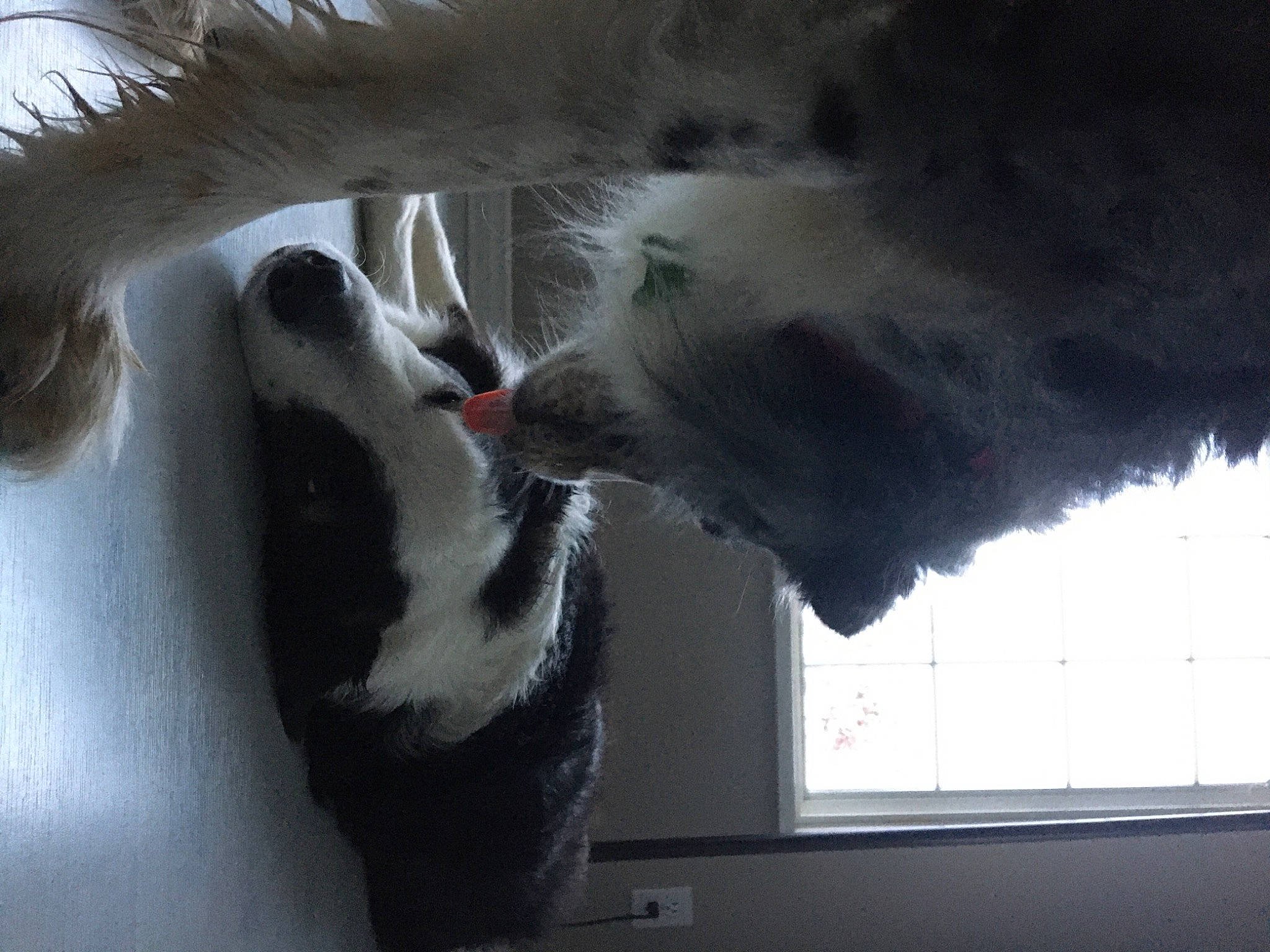 Pearl Jam is registered to the contest to win money with this photo: canidae, carnivore, cat, claw, comfort, dog_breed, domestic_short_haired_cat, felidae, fur, paw, shadow, small_to_medium_sized_cats, snout, tail, tints_and_shades, whiskers, window