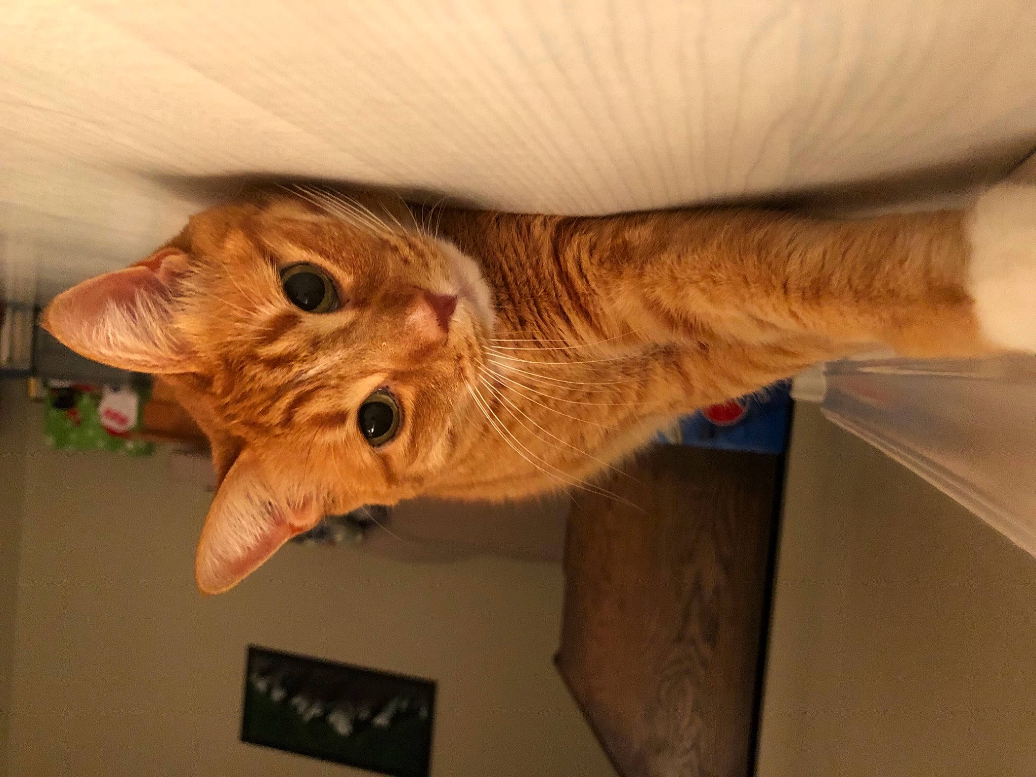 Jemma is registered to the contest to win money with this photo: canidae, carnivore, cat, claw, domestic_short_haired_cat, ear, fawn, felidae, fur, gesture, paw, small_to_medium_sized_cats, snout, sporting_group, tail, terrestrial_animal, whiskers, wildlife, wood, wrinkle