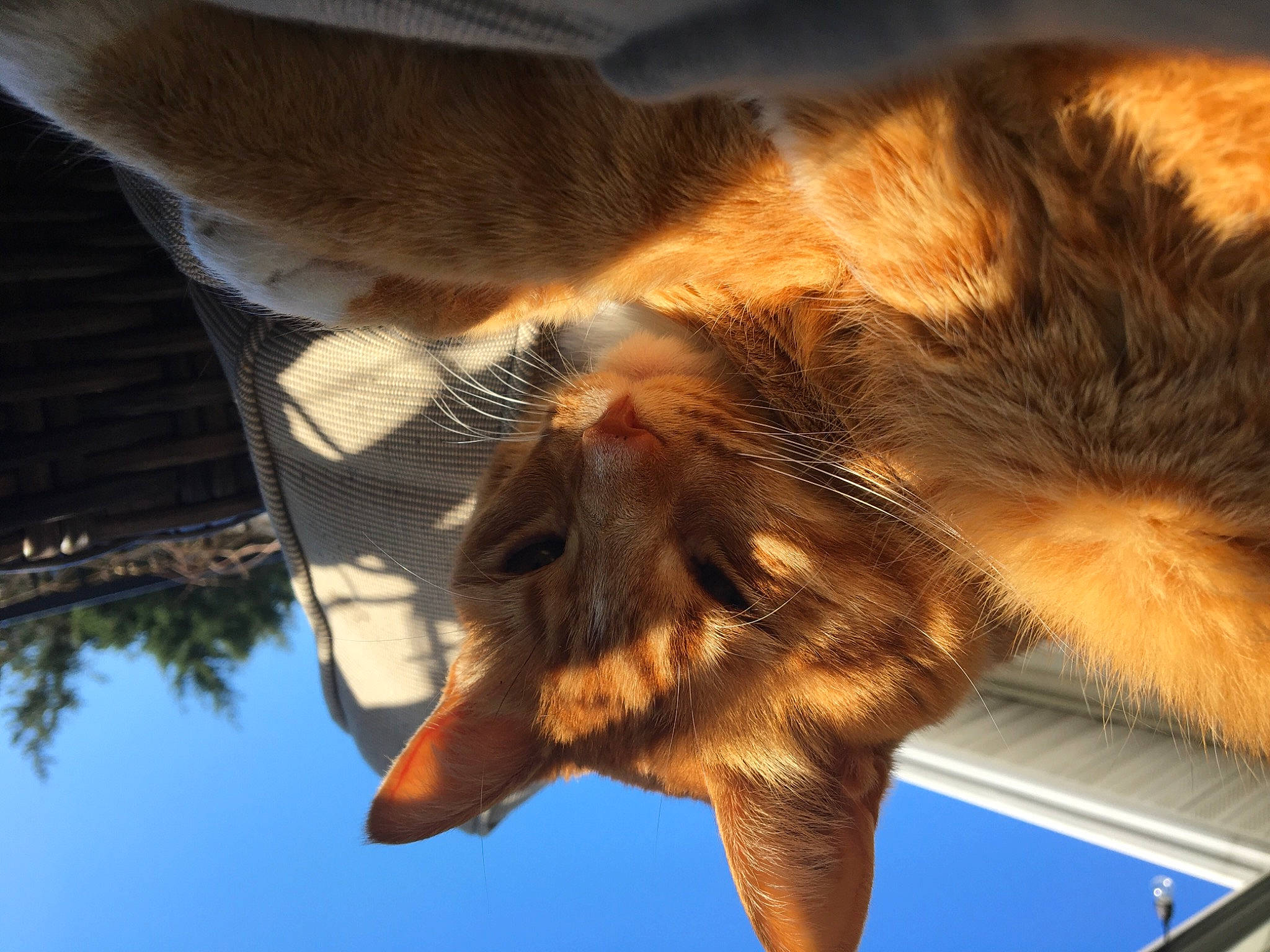 Jemma joined the competition — help win amazing prizes! arthropod, bat, blue, carnivore, cat, claw, eye, fawn, feather, felidae, insect, plant, pollinator, sky, small_to_medium_sized_cats, snout, tail, tree, whiskers, wing