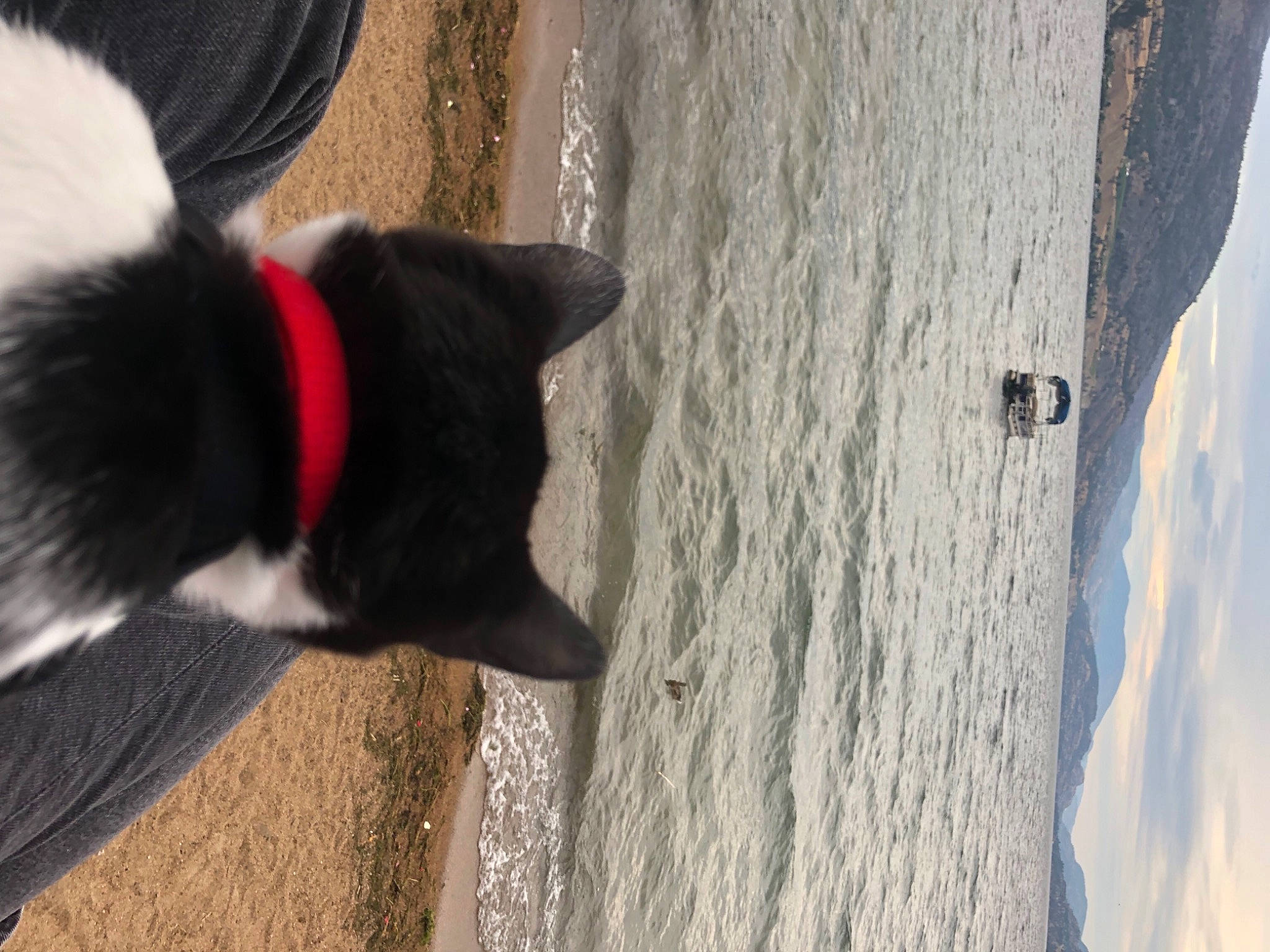Kibo is registered to the contest to win money with this photo: beach, beauty, carmine, carnivore, cloud, companion_dog, dog, dog_breed, felidae, fur, grey, herding_dog, human_leg, shadow, sky, tail, tree, water, whiskers, wood