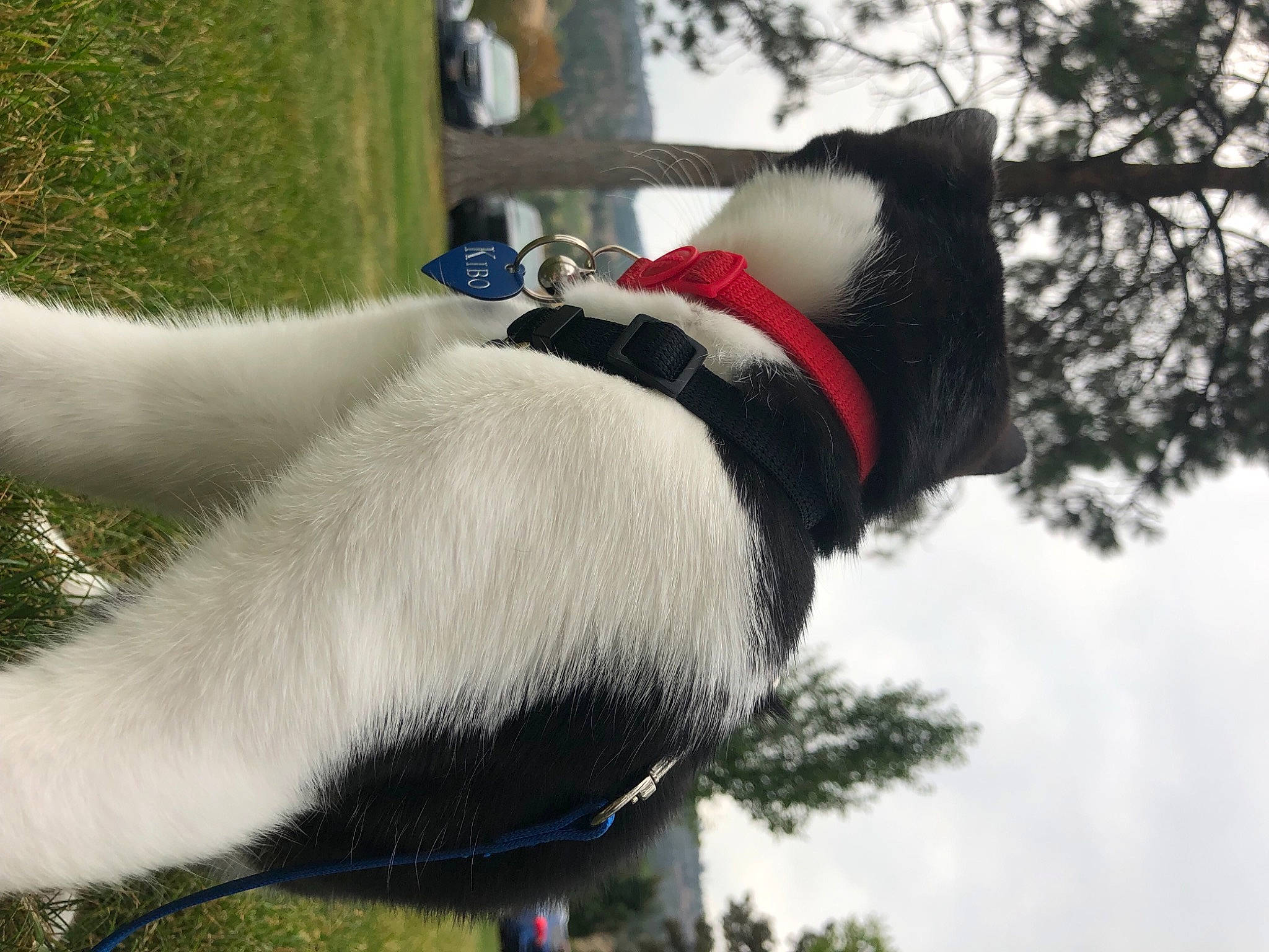 Kibo is registered to the contest to win money with this photo: carmine, carnivore, collar, companion_dog, dog, dog_breed, dog_collar, dog_supply, felidae, fur, grass, pet_supply, plant, sky, snout, tail, tree, trunk, twig, window