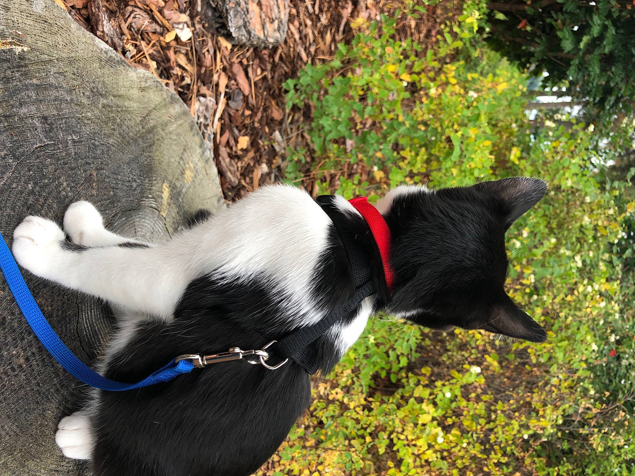 Kibo is registered to the contest to win money with this photo: carmine, carnivore, collar, dog, dog_breed, dog_collar, domestic_short_haired_cat, fashion_accessory, felidae, fur, grass, leash, pet_supply, plant, small_to_medium_sized_cats, snout, sporting_group, tail, tree, whiskers