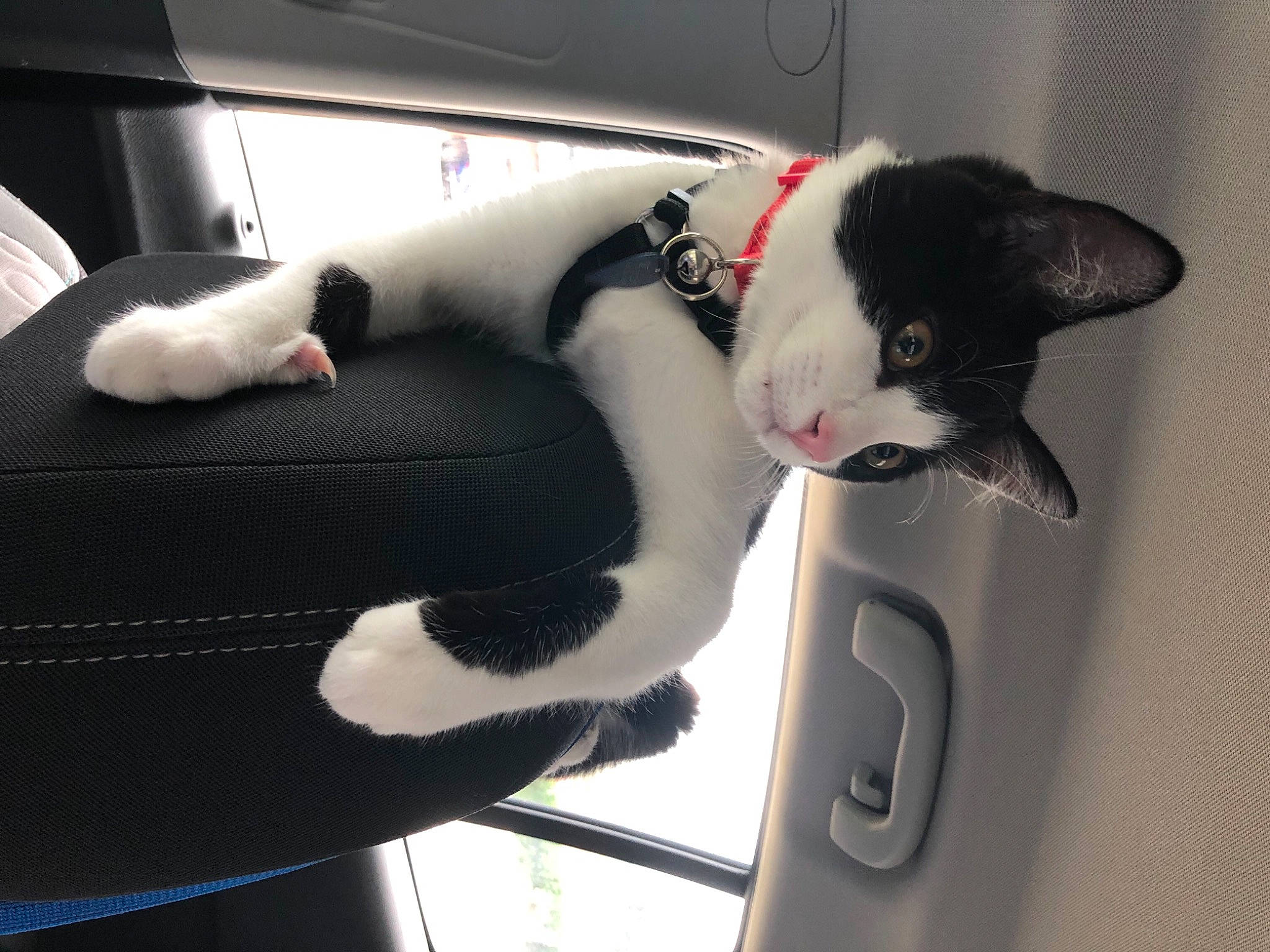 Kibo is registered to the contest to win money with this photo: auto_part, automotive_design, automotive_exterior, car_seat, carnivore, cat, comfort, domestic_short_haired_cat, door, felidae, fur, gesture, mammal, small_to_medium_sized_cats, snout, tail, vehicle_door, vertebrate, whiskers, white