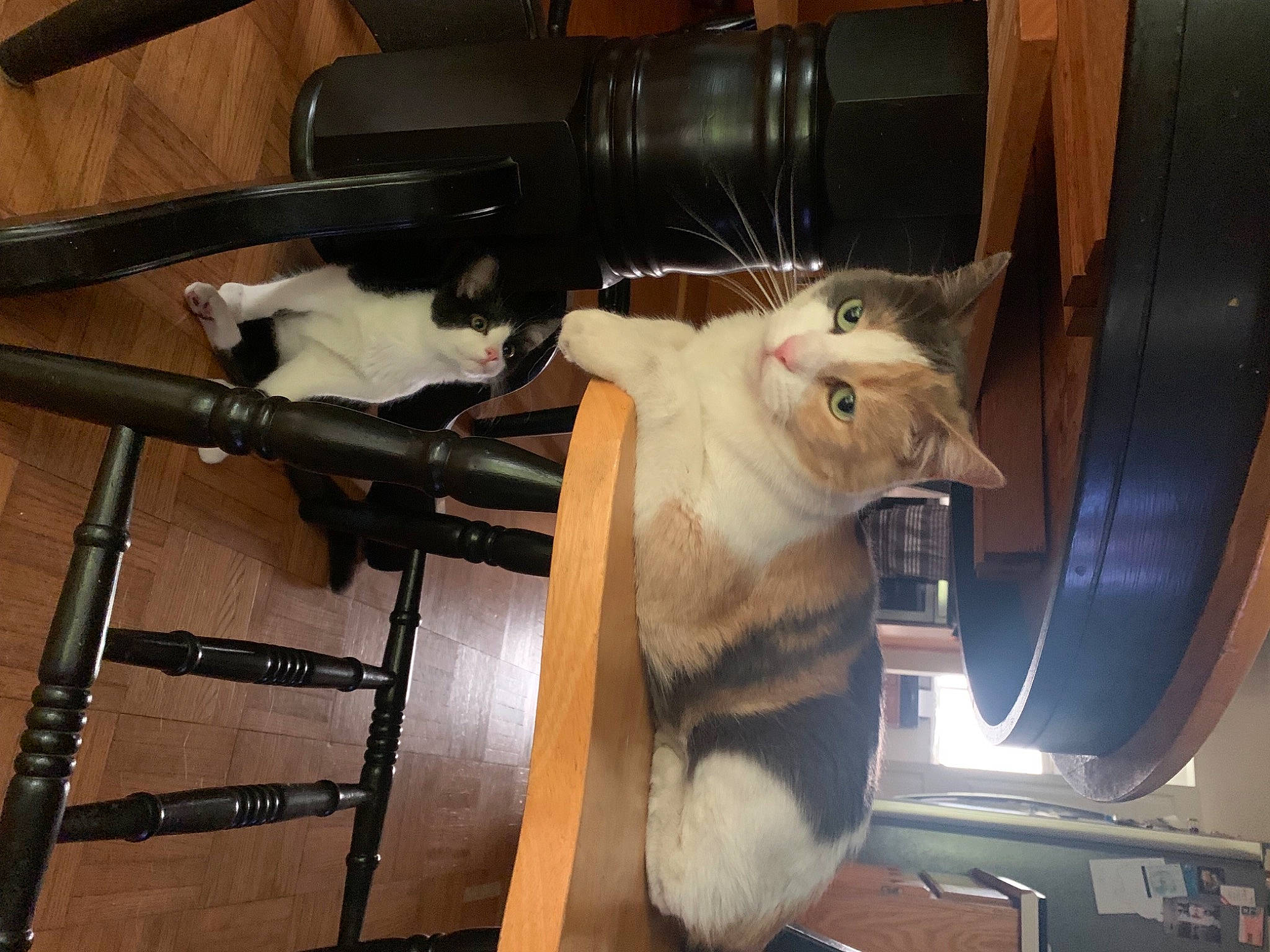 Peach is registered to the contest to win money with this photo: automotive_exterior, box, carnivore, cat, cat_supply, chair, comfort, domestic_short_haired_cat, felidae, fur, guitar, hardwood, metal, musical_instrument, room, small_to_medium_sized_cats, tail, whiskers, wood