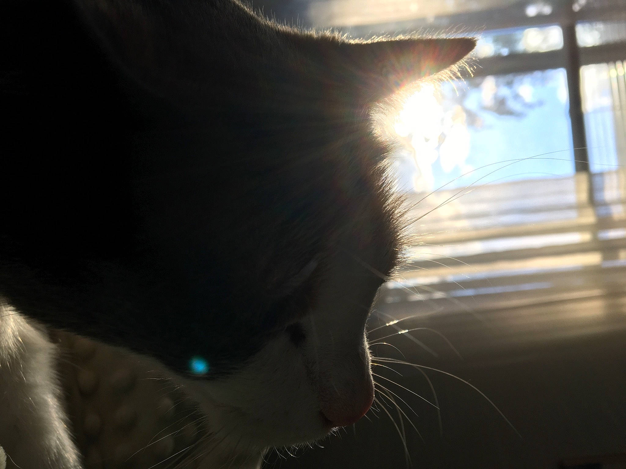 Peach joined the competition — help win amazing prizes! backlighting, carnivore, cat, darkness, eyewear, felidae, fur, head, human_body, jaw, mammal, shade, small_to_medium_sized_cats, snout, sporting_group, tail, tints_and_shades, tree, whiskers, window