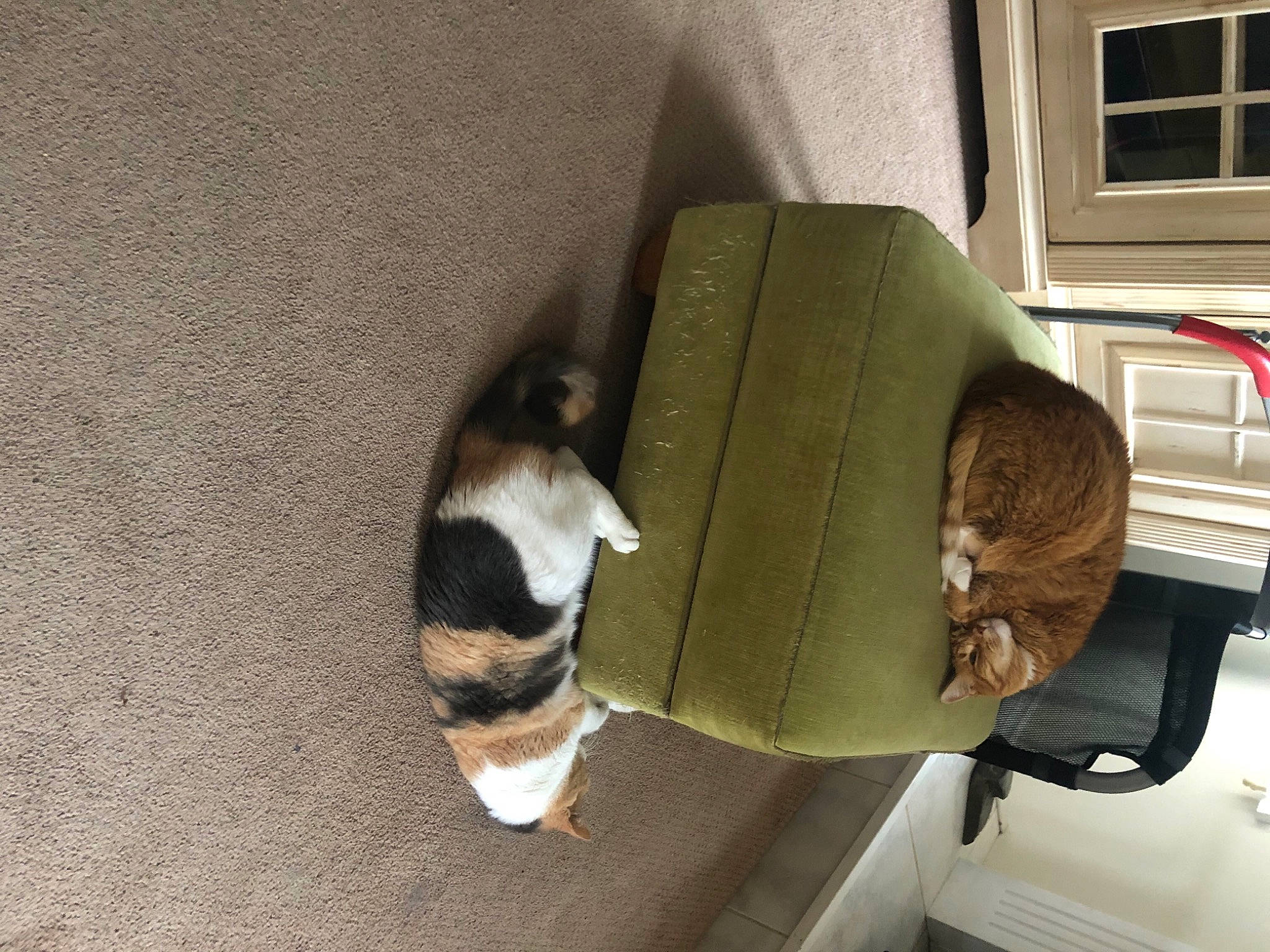 Peach joined the competition — help win amazing prizes! canidae, carnivore, cat, comfort, companion_dog, couch, dog_breed, domestic_short_haired_cat, felidae, flooring, fur, hardwood, room, small_to_medium_sized_cats, snout, sporting_group, tail, whiskers, window, wood