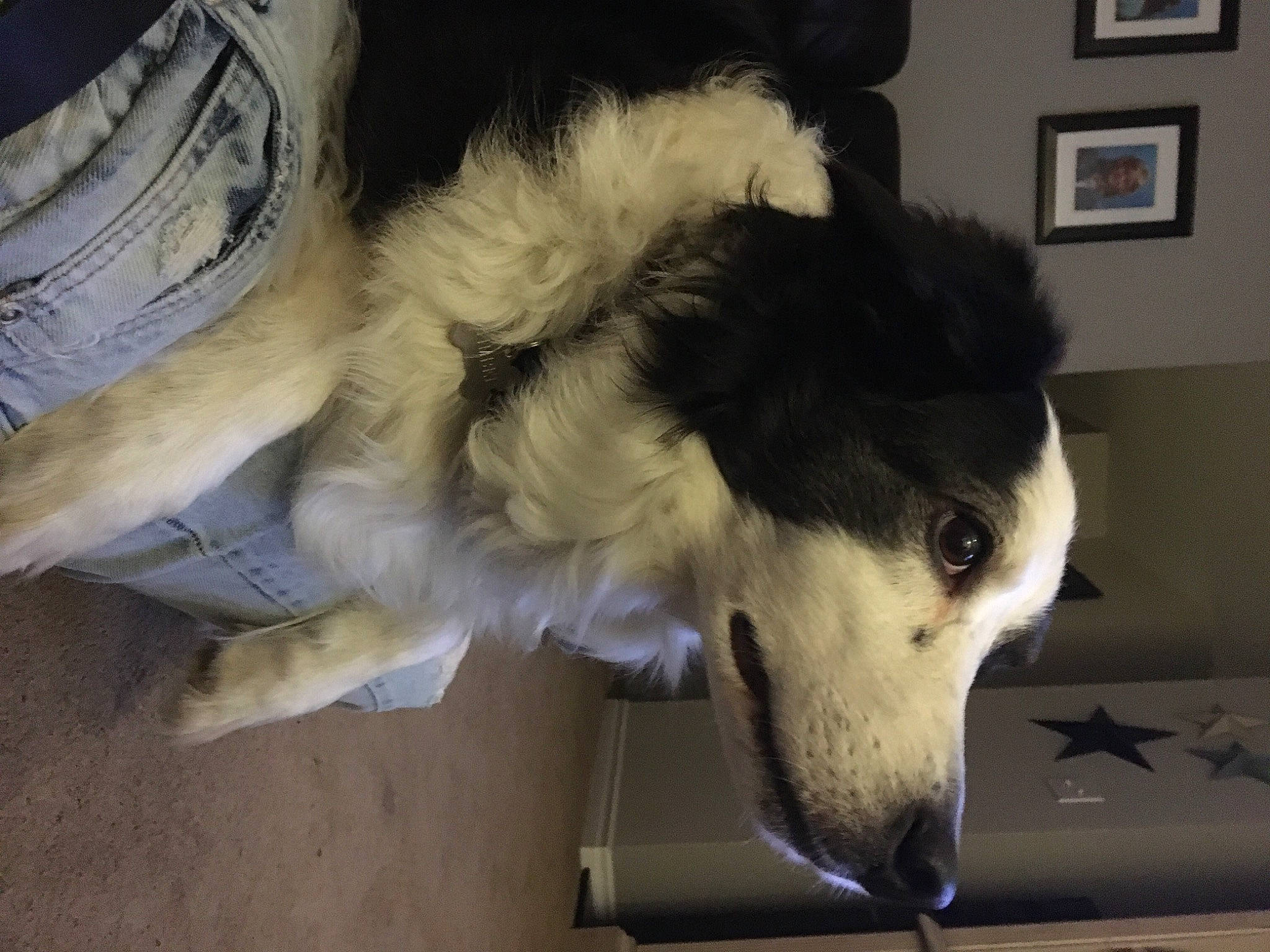 Timber is registered to the contest to win money with this photo: canidae, carnivore, collar, companion_dog, dog, dog_breed, dog_supply, ear, felidae, fur, herding_dog, jaw, pet_supply, picture_frame, siberian_husky, small_to_medium_sized_cats, snout, sporting_group, whiskers, working_animal