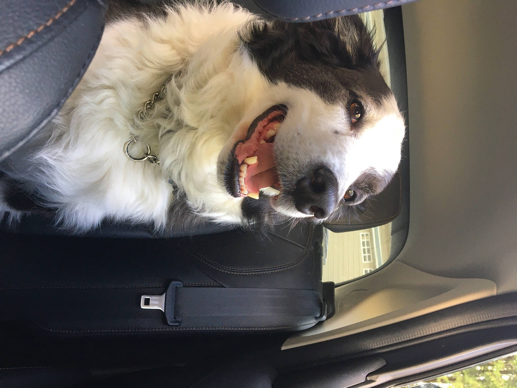 Timber is registered to the contest to win money with this photo: auto_part, automotive_exterior, canidae, carnivore, comfort, companion_dog, dog_breed, fang, felidae, fur, nap, paw, personal_luxury_car, small_to_medium_sized_cats, snout, sporting_group, tail, vehicle_door, whiskers, windshield