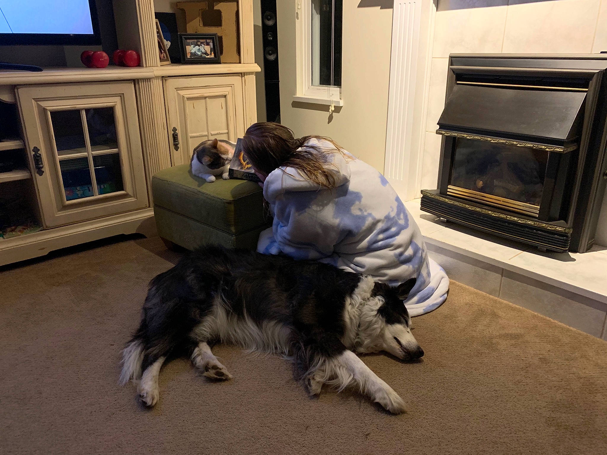 Timber joined the competition — help win amazing prizes! border_collie, carnivore, companion_dog, curtain, dog, dog_breed, door, floor, flooring, fur, gas, hearth, herding_dog, home_appliance, kitchen_appliance, picture_frame, television, television_set, window, wood_burning_stove