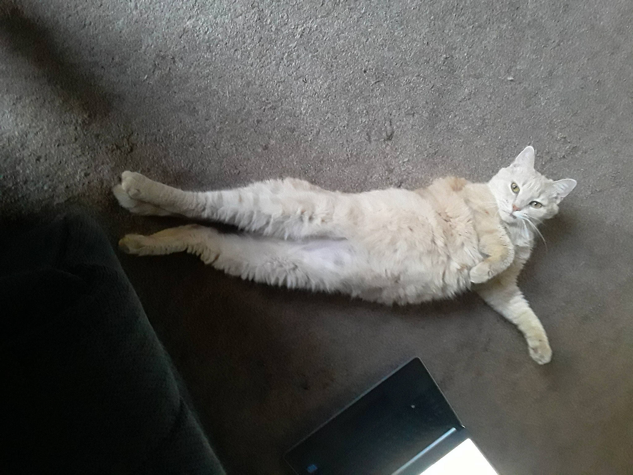 Max is registered to the contest to win money with this photo: carnivore, cat, claw, comfort, computer, domestic_short_haired_cat, fawn, felidae, flooring, foot, fur, grey, laptop, netbook, paw, personal_computer, small_to_medium_sized_cats, tail, whiskers, wood