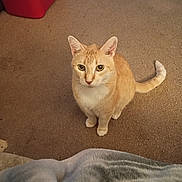 Pretty Boy is registered to the contest to win money with this photo: cat, orange_tabby, carpet, indoor, pet, animal, cooler, toy, blanket, feline, curious, looking_up, floor, domestic, whiskers, ears, tail, sitting, home, cozy