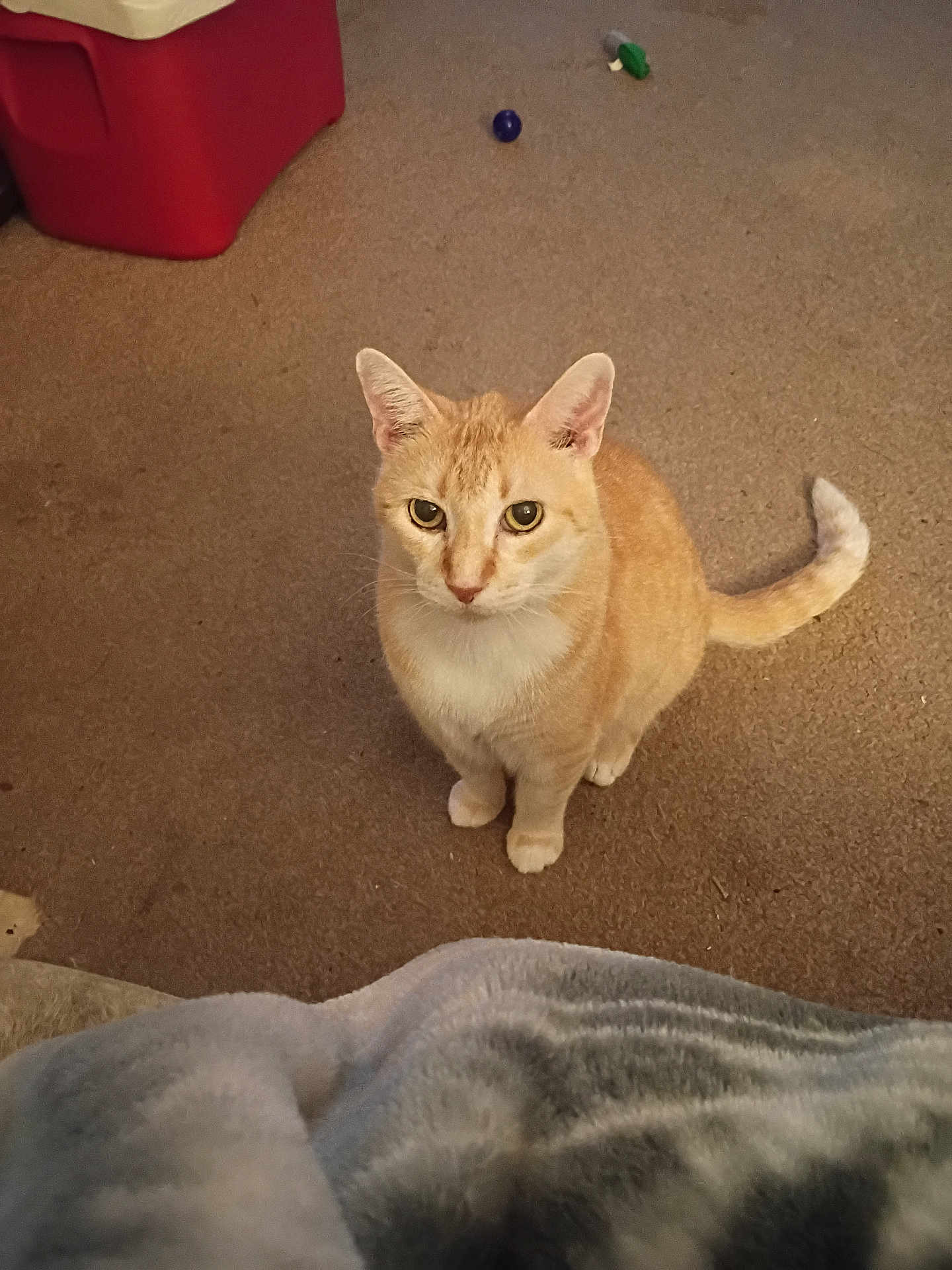 Pretty Boy
