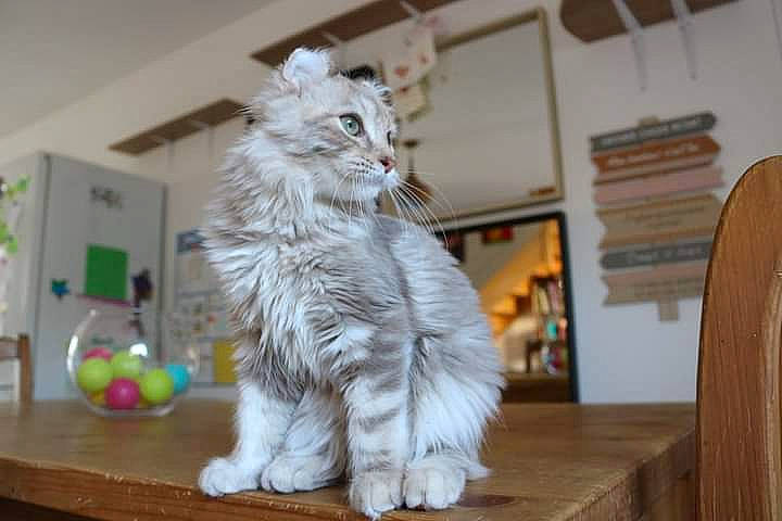 Scina Des Curl De Lune participe au concours pour gagner de l'argent avec cette photo : art, carnivore, cat, domestic_short_haired_cat, event, felidae, floor, flooring, fur, hardwood, laminate_flooring, maine_coon, room, small_to_medium_sized_cats, tail, varnish, whiskers, wood, wood_flooring, wood_stain