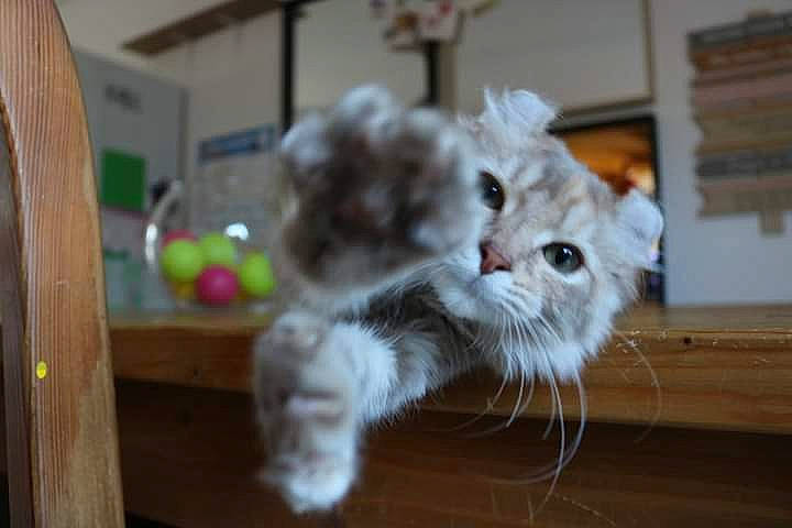 Scina Des Curl De Lune participe au concours pour gagner de l'argent avec cette photo : british_longhair, carnivore, cat, claw, domestic_short_haired_cat, fawn, felidae, floor, flooring, fur, hardwood, paw, persian, small_to_medium_sized_cats, snout, tail, whiskers, window, wood, wool