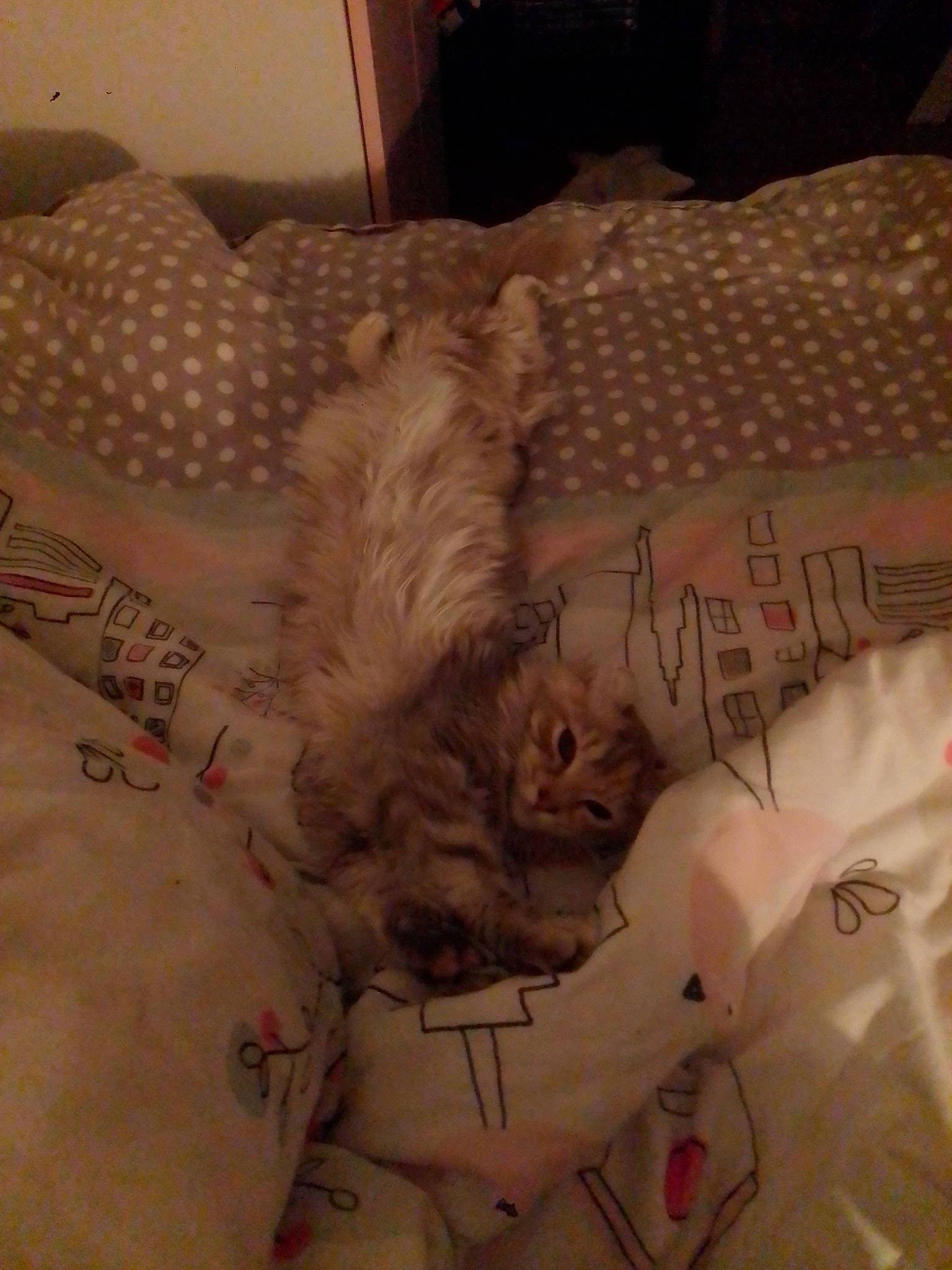 Scina Des Curl De Lune participe au concours pour gagner de l'argent avec cette photo : art, bed, bedding, bedroom, carnivore, comfort, companion_dog, dog, dog_breed, duvet, felidae, fur, linens, pattern, room, small_to_medium_sized_cats, sporting_group, tail, textile, whiskers