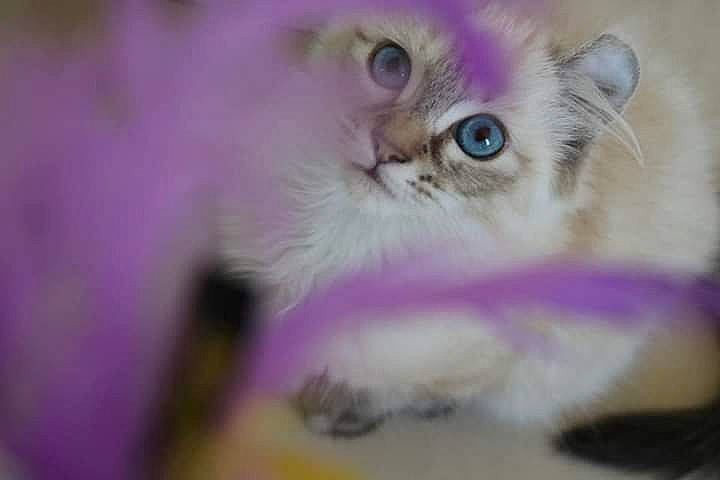 S'Peranza a rejoint le concours — aidez-le/la à gagner de superbes lots ! carnivore, cat, close_up, event, fawn, felidae, fur, grass, macro_photography, magenta, persian, photo_caption, plant, purple, small_to_medium_sized_cats, snout, terrestrial_animal, whiskers, wildlife