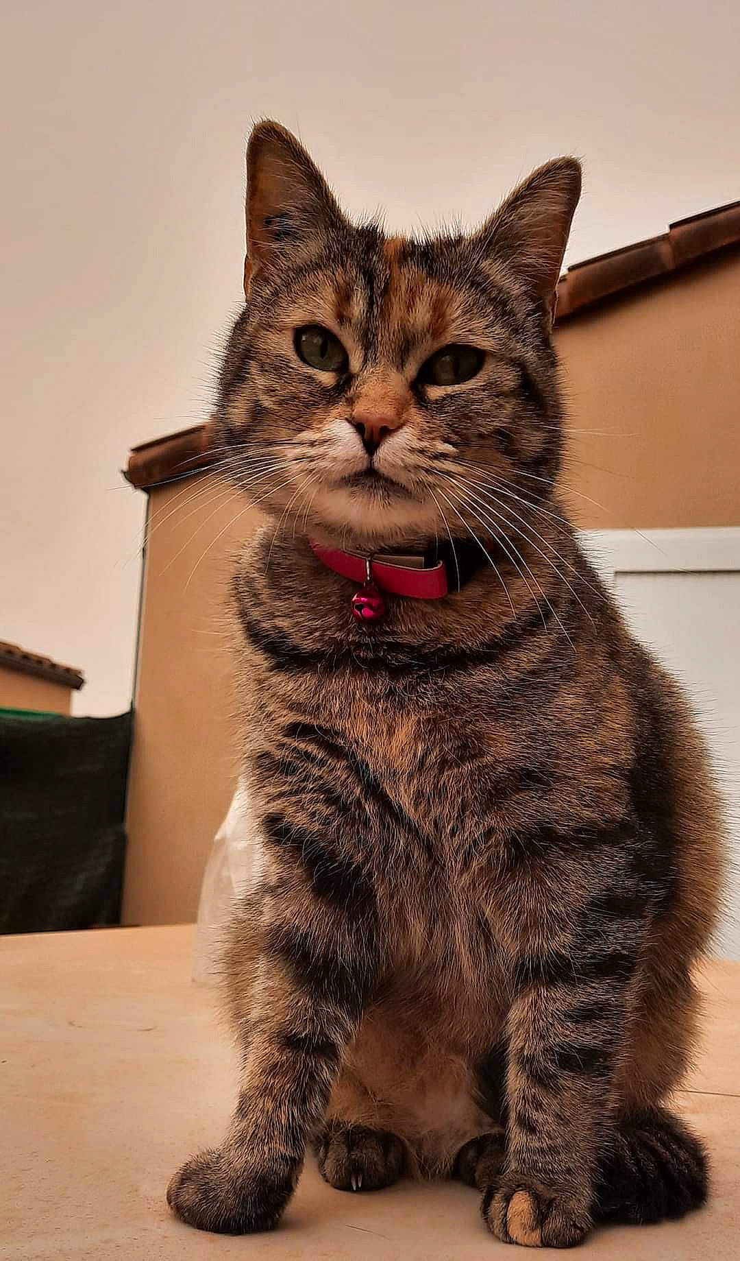 Bichette a rejoint le concours — aidez-le/la à gagner de superbes lots ! carnivore, cat, claw, domestic_short_haired_cat, fawn, felidae, foot, fur, lynx, paw, sitting, small_to_medium_sized_cats, snout, tail, terrestrial_animal, whiskers, wildlife