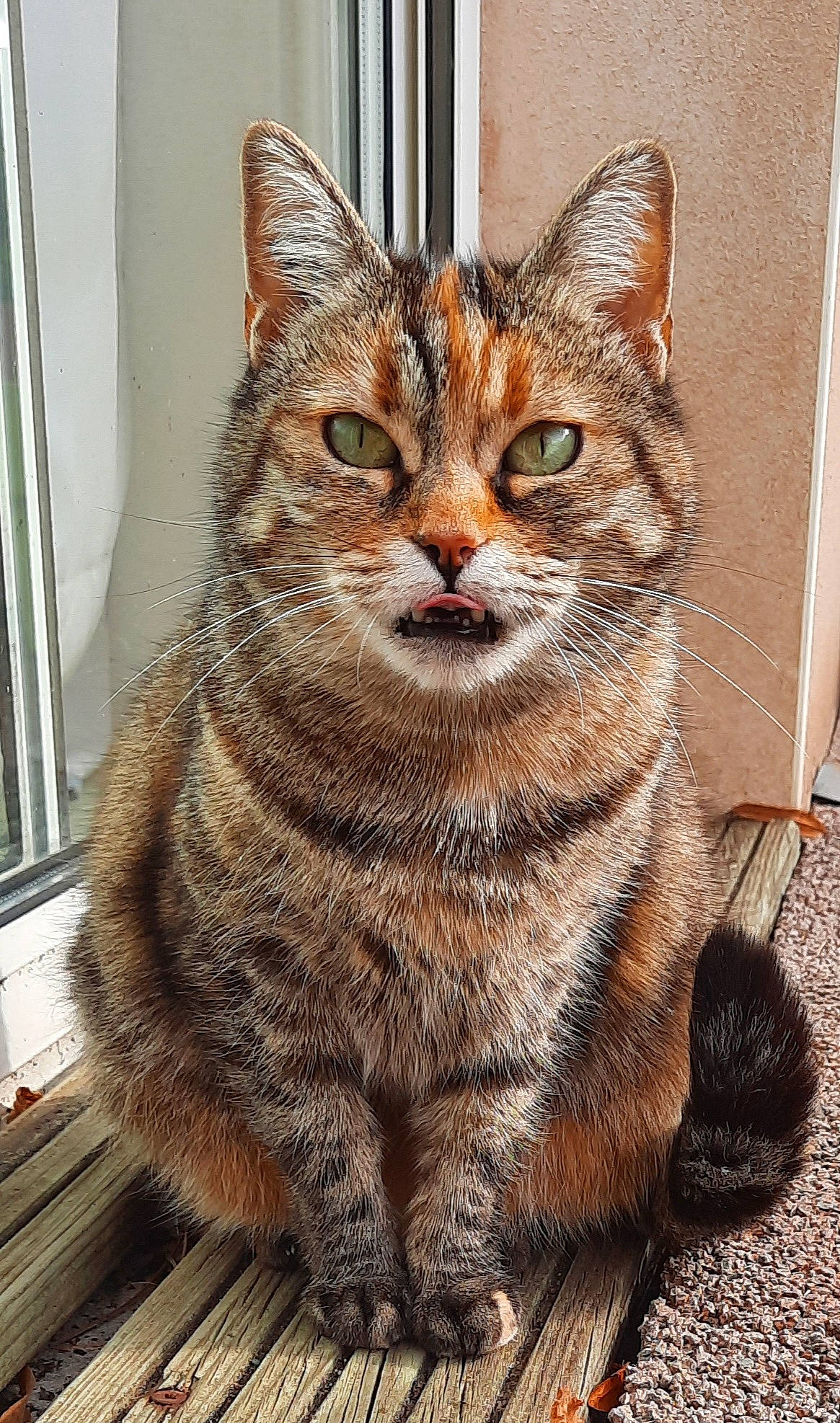 Bichette participe au concours pour gagner de l'argent avec cette photo : carnivore, cat, claw, domestic_short_haired_cat, felidae, fur, paw, sitting, small_to_medium_sized_cats, snout, tail, terrestrial_animal, whiskers, wildlife, window, wood