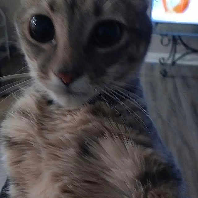 Wobbles