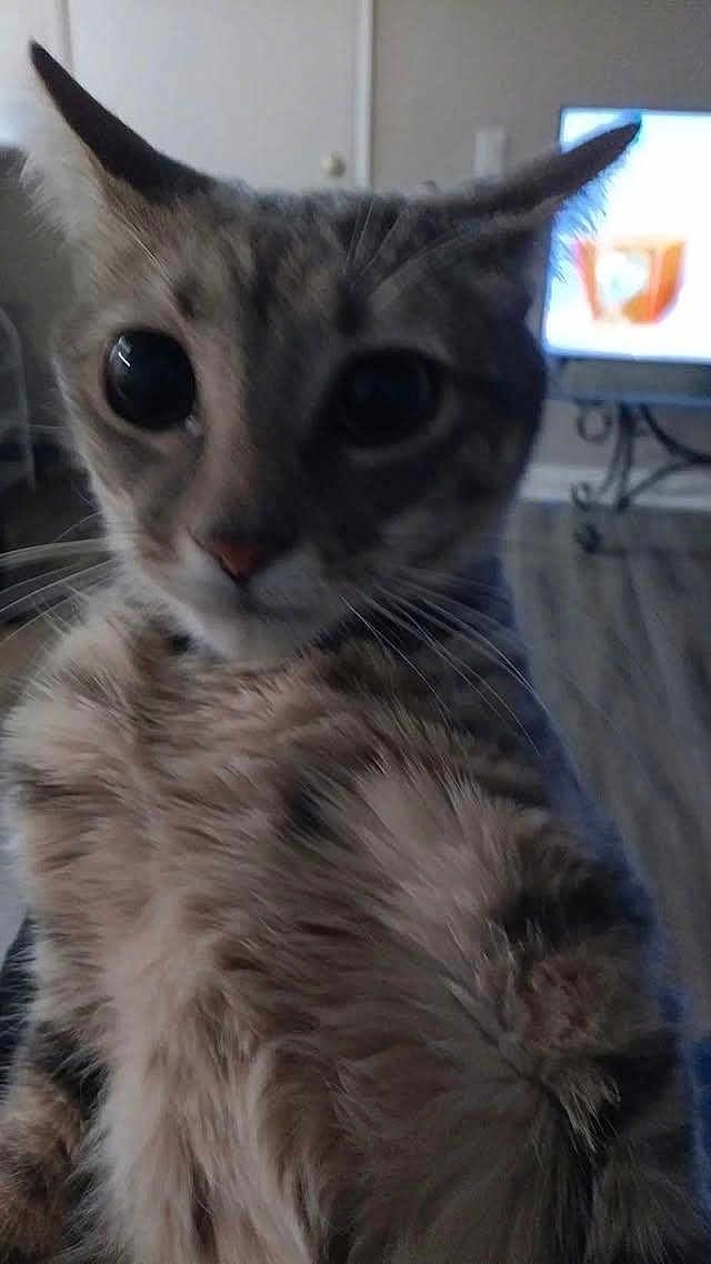 Wobbles