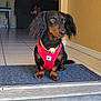 dog, dachshund, pet, indoor, harness, gold_chain, doormat, tile_floor, doorway, living_room, couch, child, brown_wall, black_and_brown_dog, sitting, looking_away, cute, small_dog, domestic, house