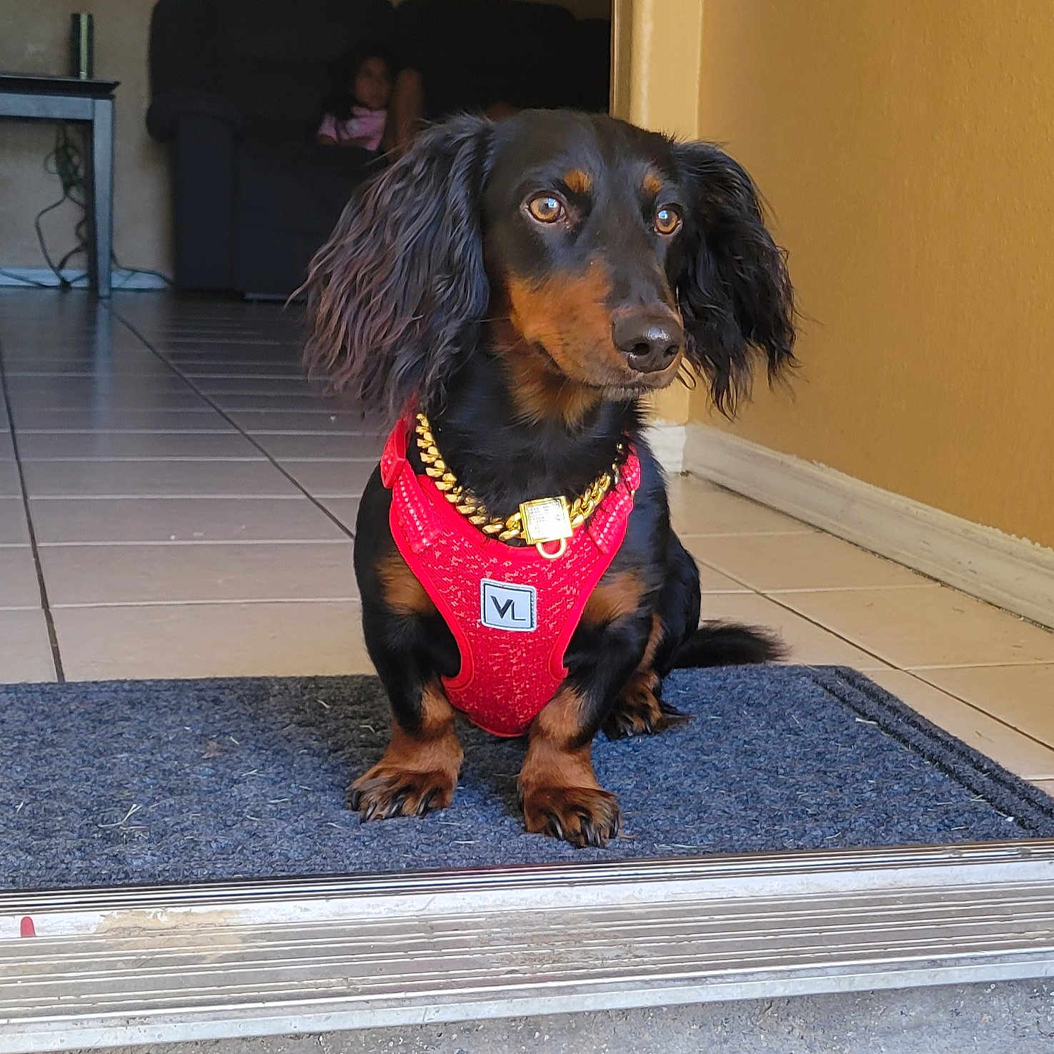 Gunner Gonzalez joined the competition — help win amazing prizes! black_and_brown_dog, brown_wall, child, couch, cute, dachshund, dog, domestic, doormat, doorway, gold_chain, harness, house, indoor, living_room, looking_away, pet, sitting, small_dog, tile_floor