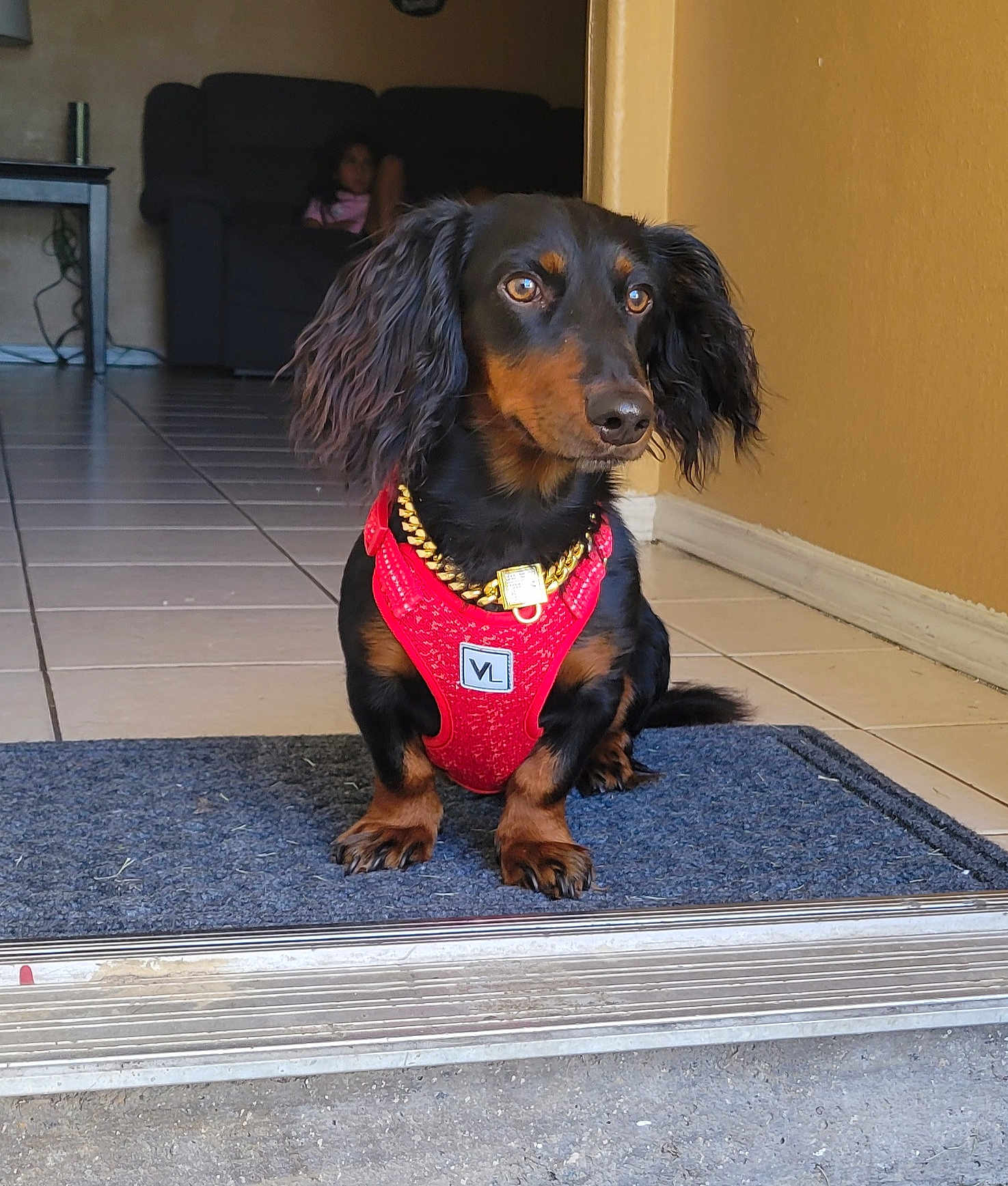 Gunner Gonzalez joined the competition — help win amazing prizes! dog, dachshund, pet, indoor, harness, gold_chain, doormat, tile_floor, doorway, living_room, couch, child, brown_wall, black_and_brown_dog, sitting, looking_away, cute, small_dog, domestic, house