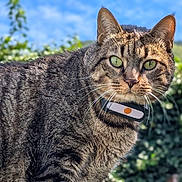 Kiki participe au concours pour gagner de l'argent avec cette photo : cat, tabby, green_eyes, outdoor, nature, animal, pet, feline, collar, fur, whiskers, close_up, portrait, sunlight, blue_sky, plants, background_blur, ears, nose, alert