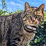 cat, tabby, green_eyes, outdoor, nature, animal, pet, feline, collar, fur, whiskers, close_up, portrait, sunlight, blue_sky, plants, background_blur, ears, nose, alert