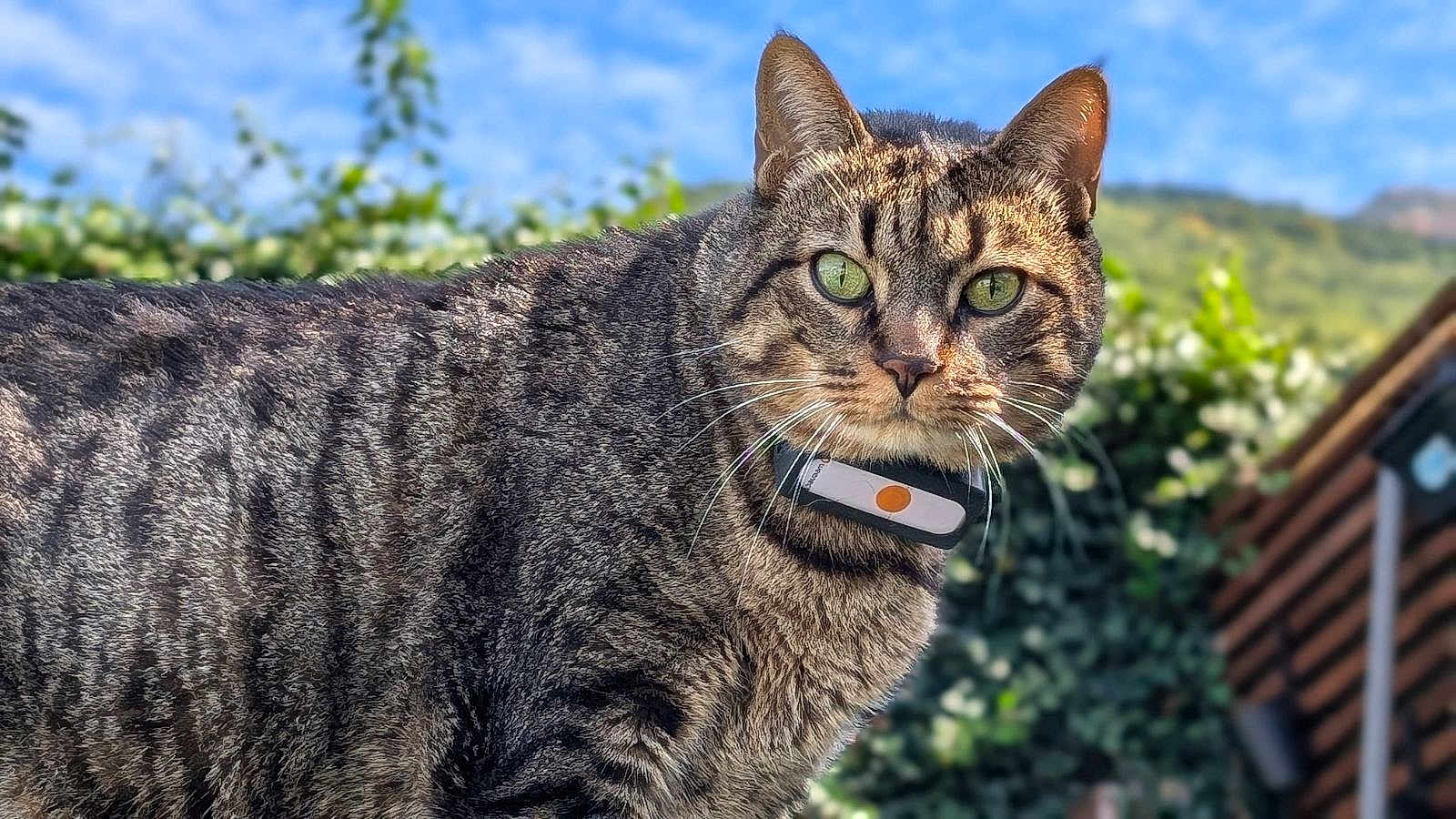 Kiki participe au concours pour gagner de l'argent avec cette photo : cat, tabby, green_eyes, outdoor, nature, animal, pet, feline, collar, fur, whiskers, close_up, portrait, sunlight, blue_sky, plants, background_blur, ears, nose, alert