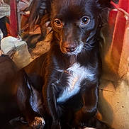 Willow joined the competition — help win amazing prizes! dog, small_dog, black_fur, white_patch, pet, indoor, portrait, sitting, attentive, warm_lighting, cozy, fur, paw, animal, companion, cute, looking, ears, nose, background