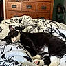 cat, tuxedo_cat, sleeping, blanket, bed, indoor, furniture, wooden_dresser, cozy, resting, pet, animal, whiskers, pink_nose, paw, black_and_white, relaxation, nap, domestic_cat, fur