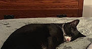 Bageerah is registered to the contest to win money with this photo: cat, black_and_white, sleeping, paw, pink_paw, bedroom, blanket, furniture, dresser, wood, relaxed, indoor, pet, animal, cozy, resting, fur, whiskers, cute, napping