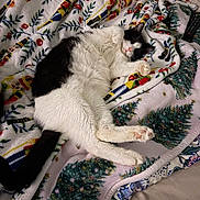 Joe is registered to the contest to win money with this photo: arm, black_and_white, blanket, cat, christmas_tree, colorful, comfort, couch, cozy, fur, holiday_theme, indoor, napping, pattern, paw, pet, relaxation, resting, sleeping, tattoo