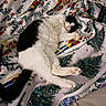 arm, black_and_white, blanket, cat, christmas_tree, colorful, comfort, couch, cozy, fur, holiday_theme, indoor, napping, pattern, paw, pet, relaxation, resting, sleeping, tattoo